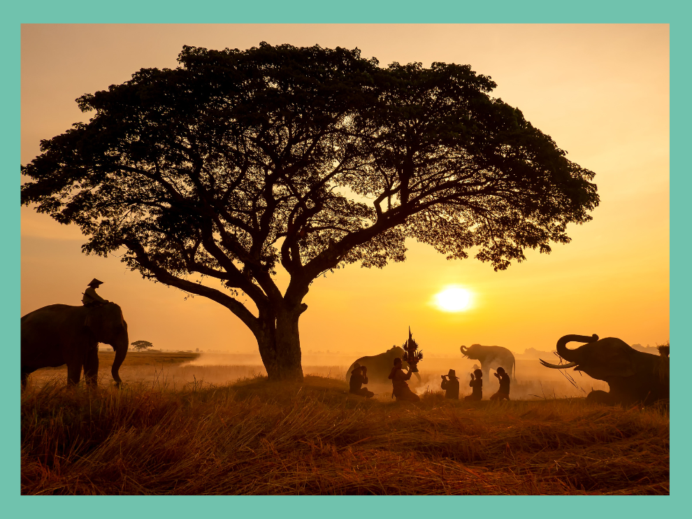 Les dents les plus curieuses du règne animal : un safari dentaire étonnant